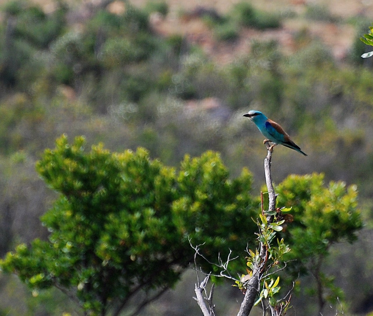 Coracias garrulus
